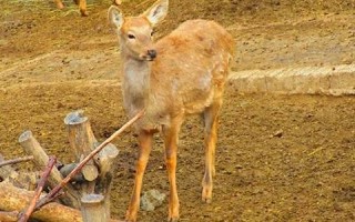 1月6日(1月6日农历是多少)