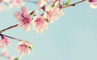 测今年桃花运(测试一下今年的桃花运)