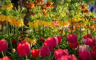 4月4日(4月4日是农历几月几日)