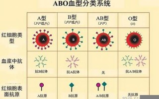 血型分析(血型分析性格特点准吗)