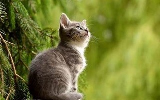 梦见被猫咬(梦见被猫咬了手出血了)