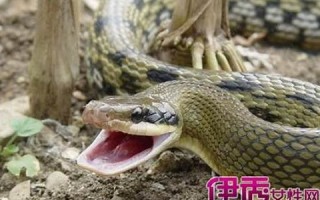 女人梦到很多蛇(女人梦到很多蛇)