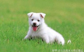 属狗人2021年下半年运势及运程(属狗人2022年下半年运势咋样)