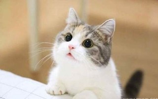 周公解梦 梦见猫(周公解梦梦见猫抓老鼠)
