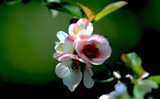 属虎(属虎的和什么属相最配、相克)