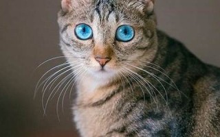 梦见猫是什么预兆(梦见猫是什么预兆 女性已婚)