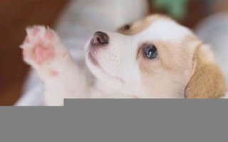 狗年出生的人(狗年出生的人今年多大岁数)